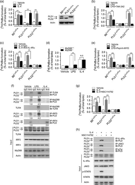 Pld1 And Pld2 Differentially Regulate The Balance Of Macrophage