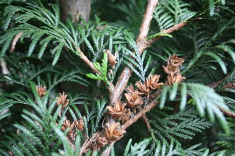 Thuja Plicata Martin Western Red Cedar Martin