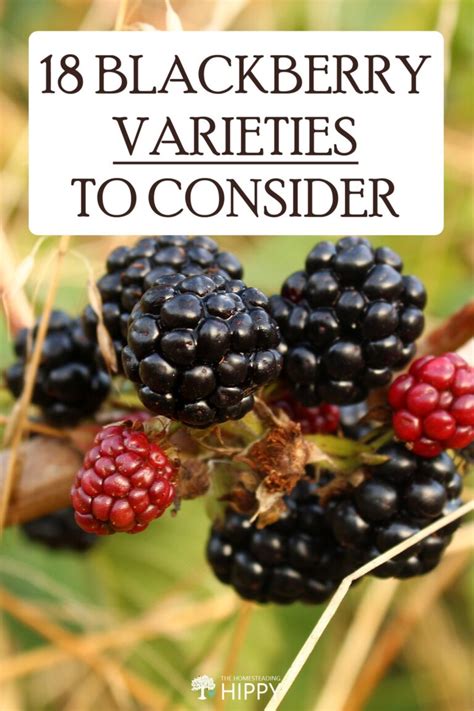 18 Blackberry Varieties to Consider