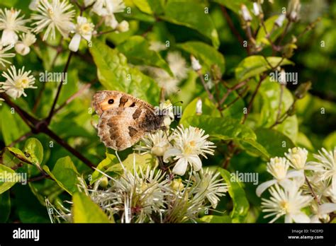 Hermit Butterfly Male Chazara Briseis Stock Photo Alamy