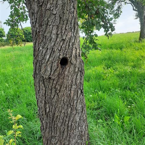 Actionbound Ergebnisse für Bohn im Bound Naturpark Detektive Wiesen