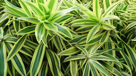 Dracaena Reflexa Plant Care Growing Guide Plantly