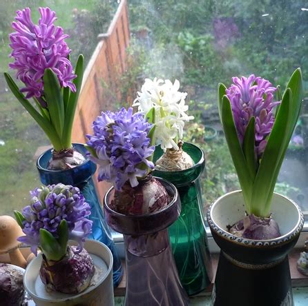 Hyacinth Varieties | garden withindoors