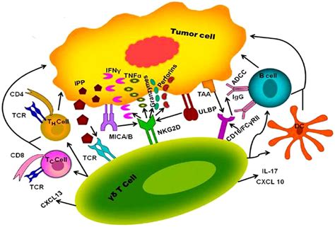 Frontiers T Cell Mediated Immune Responses In Disease And Therapy