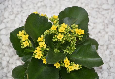 Discover Kalanchoe Plants A Flowering Succulent Houseplant