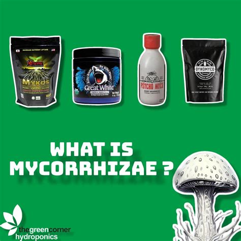 What Is Mycorrhizae The The Green Corner Hydroponics