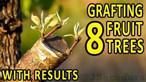 GRAFTING 8 FRUIT TREES With RESULTS Plum Almond Pear Apple