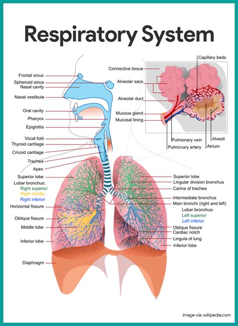 ACE Essentials Of Exercise Science The Respiratory System Diagram