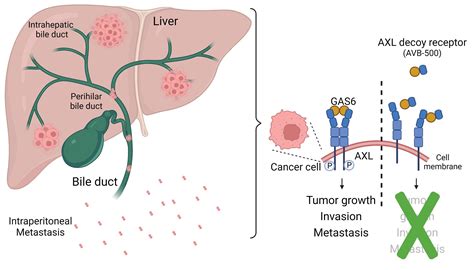 Cancers Free Full Text Targeting Axl Using The Avb 500 Soluble