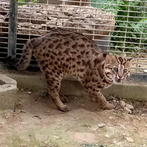 石虎 國立屏東科技大學保育類野生動物收容中心