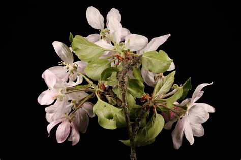Malus Domestica Suckow Borkh Plants Of The World Online Kew Science