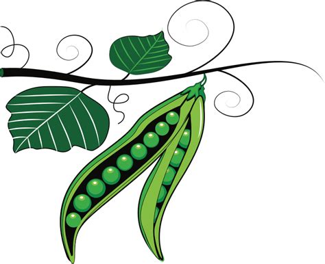 Green Peas - Openclipart