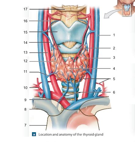 The Thyroid Gland Flashcards Quizlet