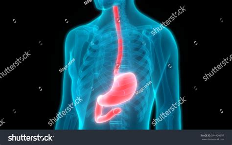 Human Digestive System Stomach Anatomy 3d Stock Illustration 544420207