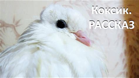 Голубенок Коксик. РАССКАЗ - YouTube