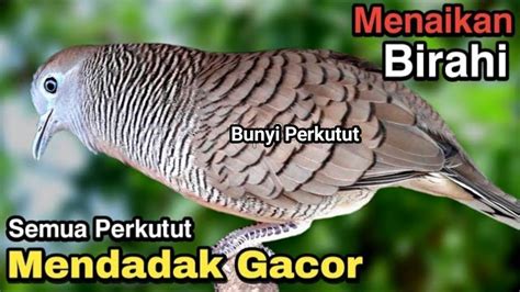 Perkutut Lokal Gacor Raja Pikat Memanggil Lawan Ahlinya Bikin Burung