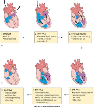 Cardiac Patho Part Flashcards Quizlet