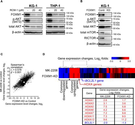 Foxm Akt Positive Regulation Loop Provides Venetoclax Resistance In