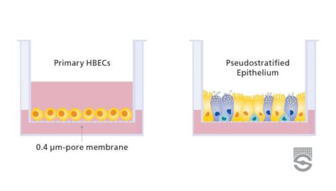 Air Liquid Interface Culture For Respiratory Research