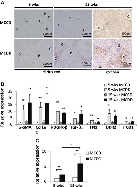 Mir 214 5p Expression In Mouse Livers With Fibrosis Induced By An