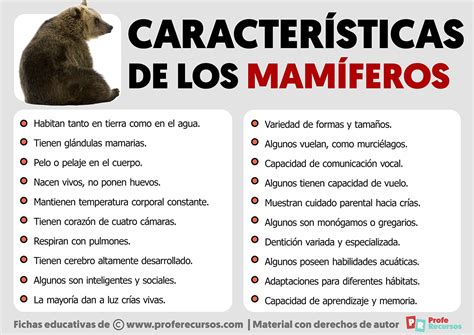 Caracter Sticas De Los Mam Feros