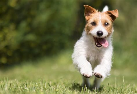 Voici Les Races De Chiens Qui Vivent Le Plus Longtemps