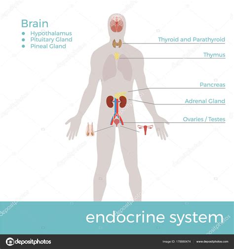 Imagen Del Sistema Endocrino Ilustracion Del Vector Ilustracion De Images