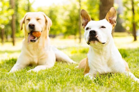 Two Happy Buddies Stock Photo Image Of Animal Friends 70410194