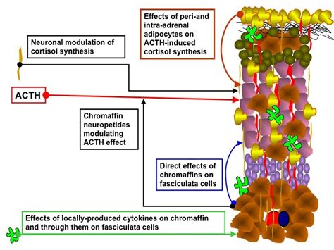 Acth Action On The Adrenals Endotext Ncbi Bookshelf