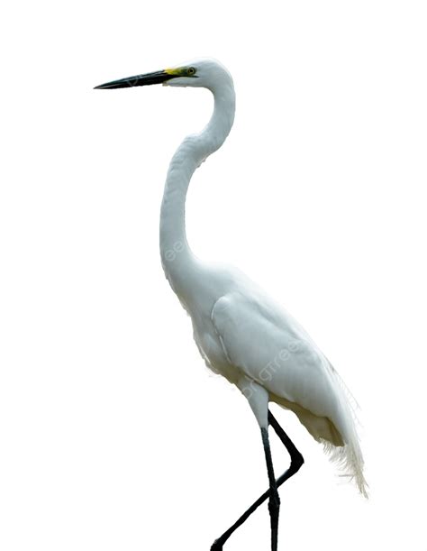 Flying Bird Birds White Crane Bird Birds White Crane Png Transparent