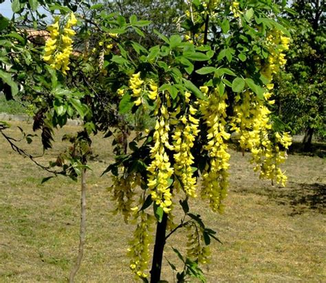 Young Laburnum. : Grows on You