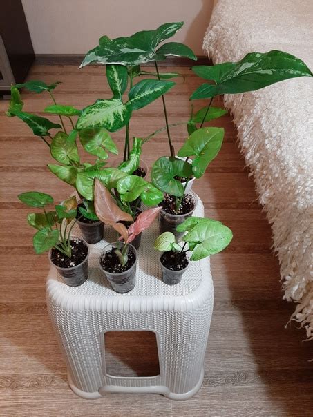 Продам сингониумы за все 1100 р: Империал Вайт, Регина Ред, Конфетти ...