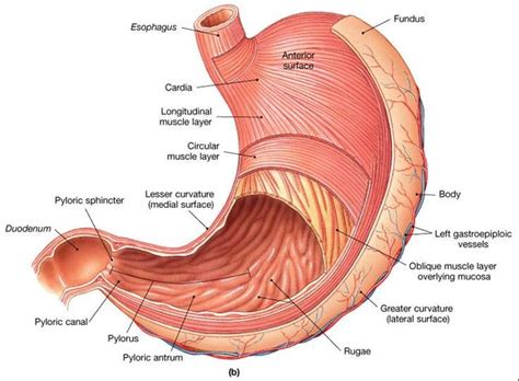 Associate Degree Nursing Physiology Review Estomago Anatomia