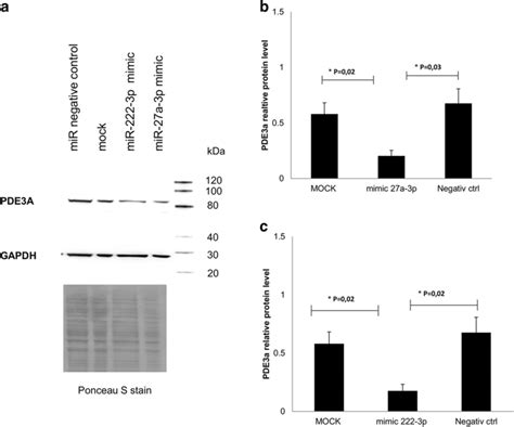 A Western Blotting Performed With Protein Lysates 15 μg μl From Download Scientific Diagram