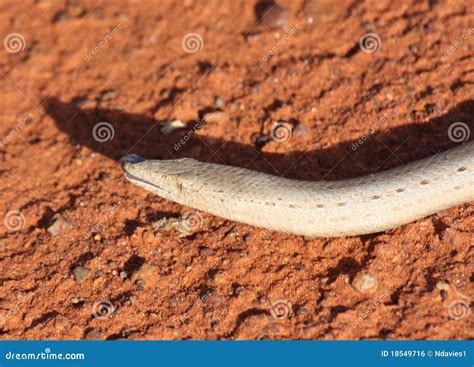 Legless Lizard Stock Photo Image Of Gecko Wildlife 18549716