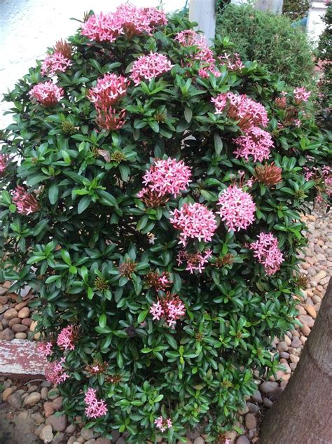 Ixora Database Plants