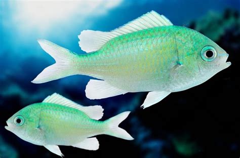 Green Chromis: Lifespan, Aggressiveness, and Breeding