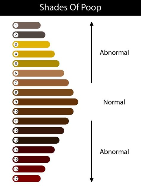 Nuances De Couleur De Caca Couleur Des Matières Fécales Humaines