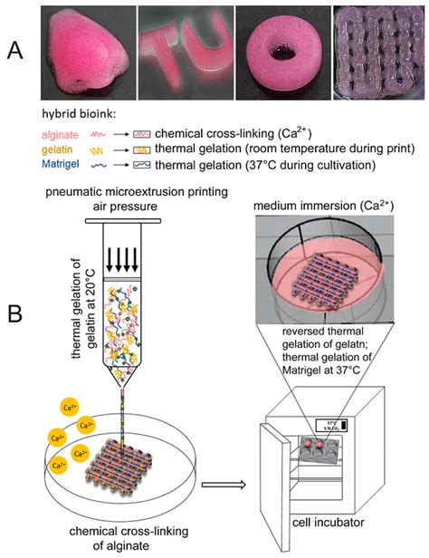 Materials Free Full Text Recent Trends In Three Dimensional Bioinks