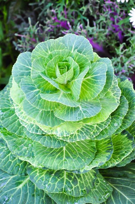 Цветок капусты стоковое изображение. изображение насчитывающей ...