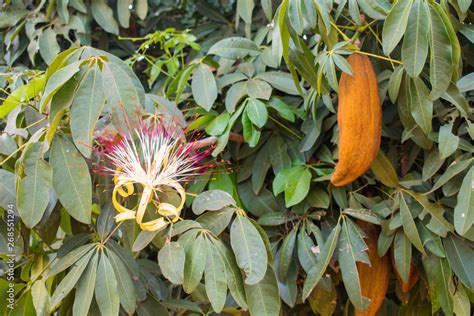 Fruit And Flower Of The Guiana Chestnut Tree Pachira Aquatica The