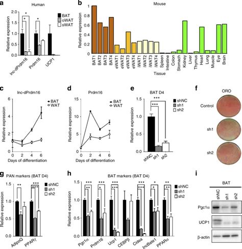 De Novo Reconstruction Of Human Adipose Transcriptome Reveals Conserved