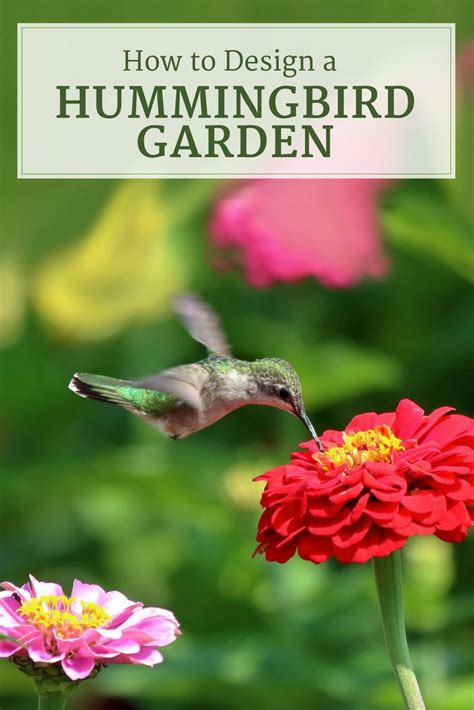 How To Design A Hummingbird Garden Longfield Gardens Hummingbird