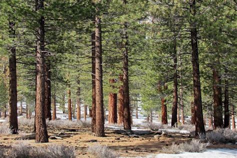 Cedar Trees Benefits Varieties And Home Garden Ideas