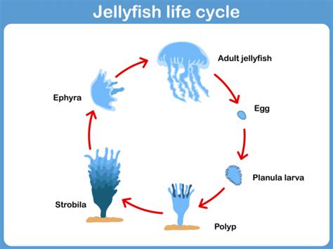 Box Jellyfish Life Cycle