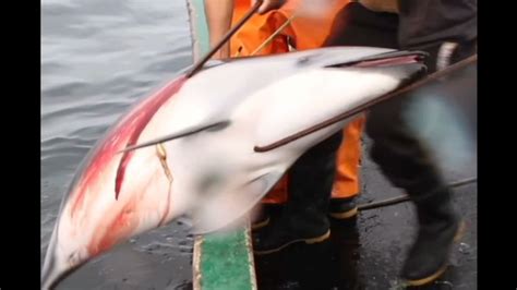 Dolphins Killed For Shark Bait In Peru Cnn