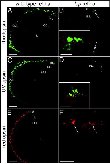 Rod And Cone Opsin Immunolocalization In Wild Type And Lop Mutant