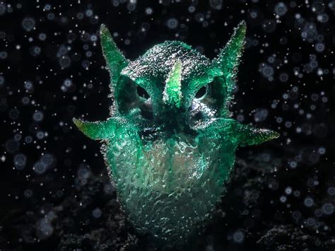 Mesmerizing photo shows weird, scowling parasitic plant that looks like ...