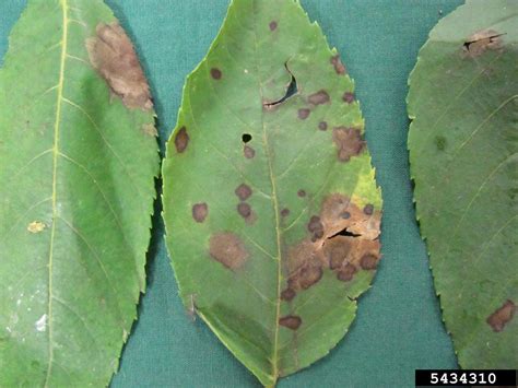 Walnut Anthracnose Gnomonia Leptostyla On Black Walnut Juglans