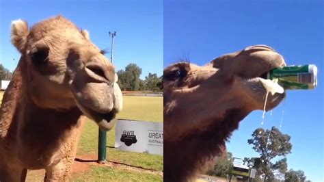 This Camel Chugging Down A Whole Can Of Beer Is The Internets New